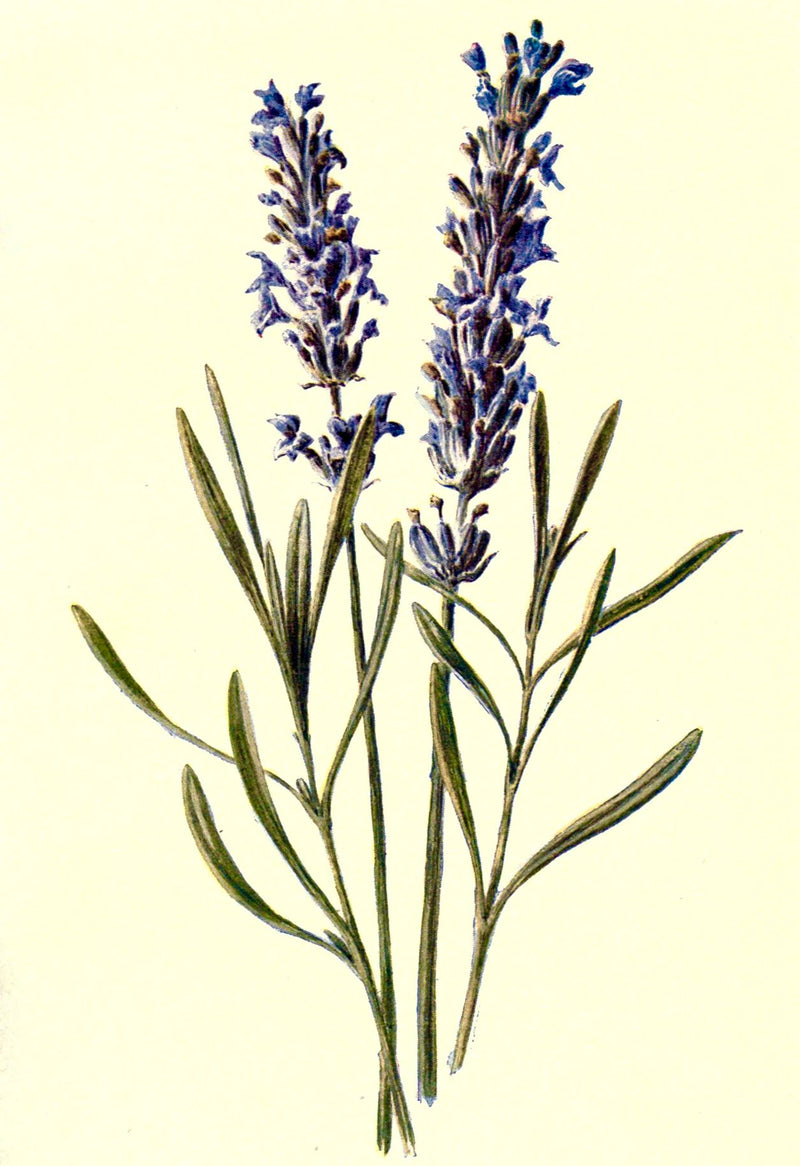 Lavanda
