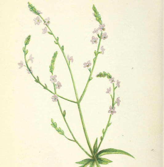 Verbena