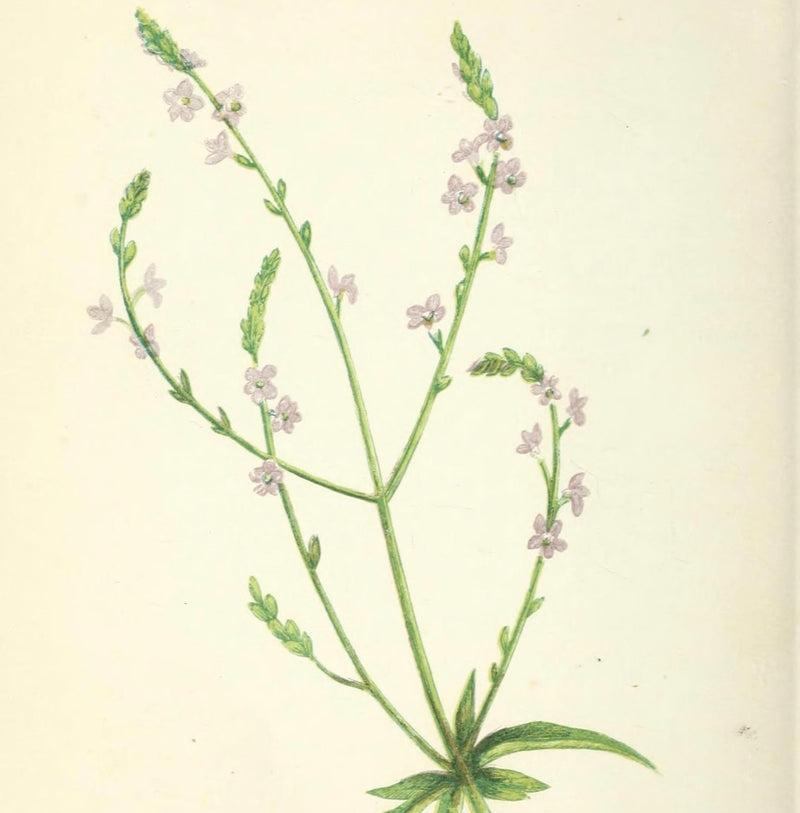 Verbena