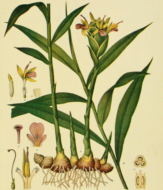 Jengibre