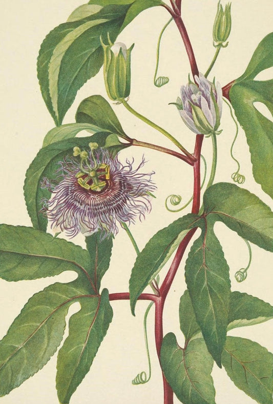 Pasiflora