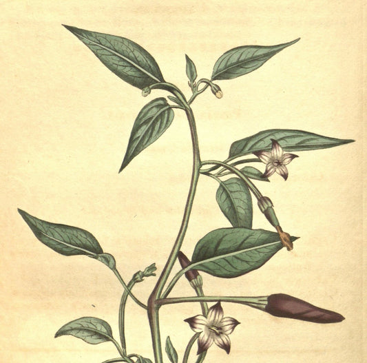 Cápsicum