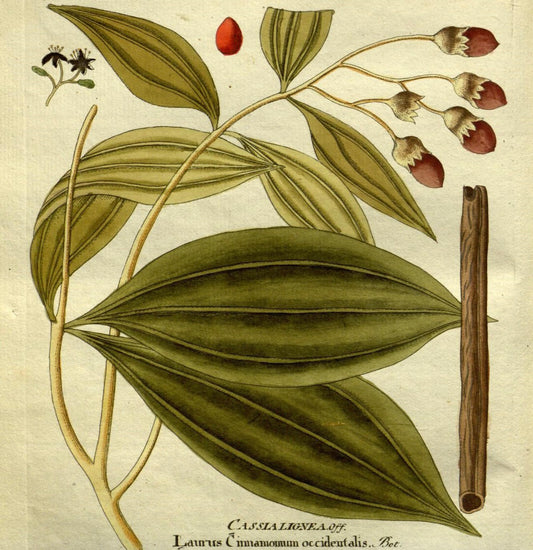 Canela
