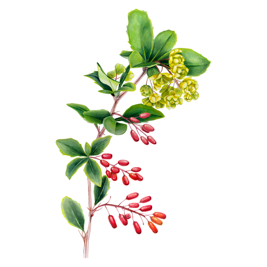 Berberina