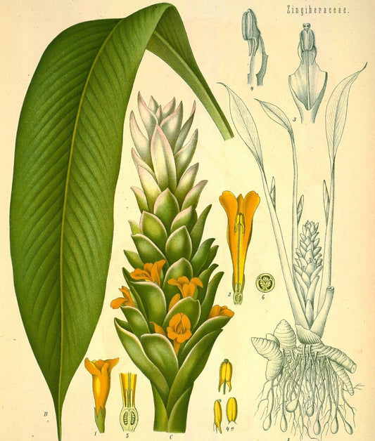 Cúrcuma