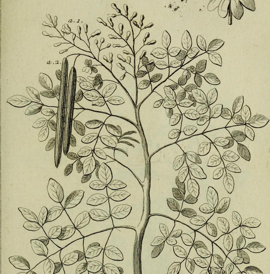 Moringa