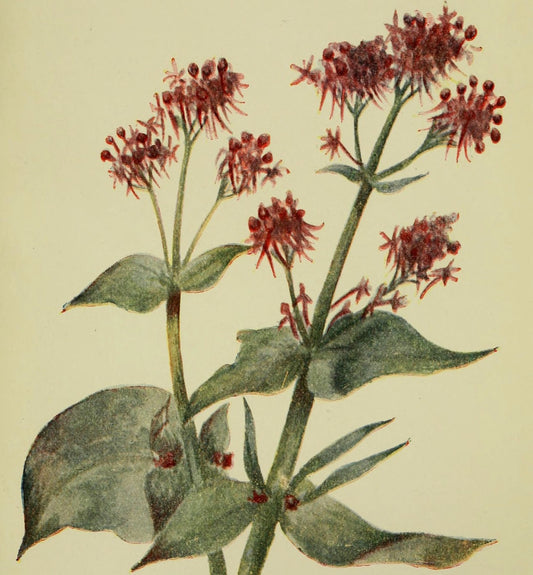 Valeriana