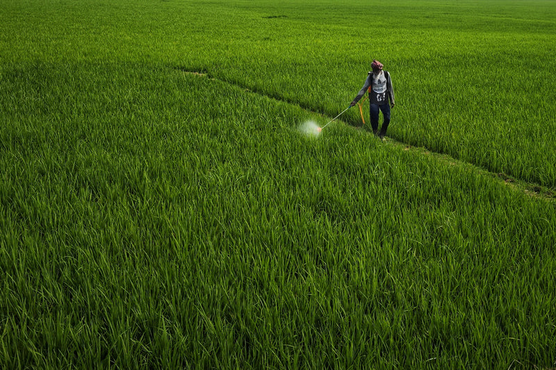 Más y nuevos hallazgos sobre el daño que causa el glifosato