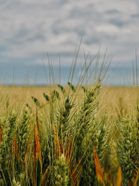 Glifosato y las Fitofórmulas: dos caminos opuestos para la salud intestinal