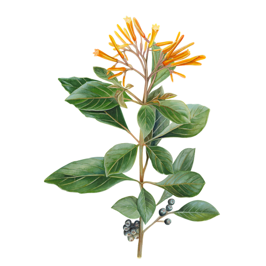 Bayetilla