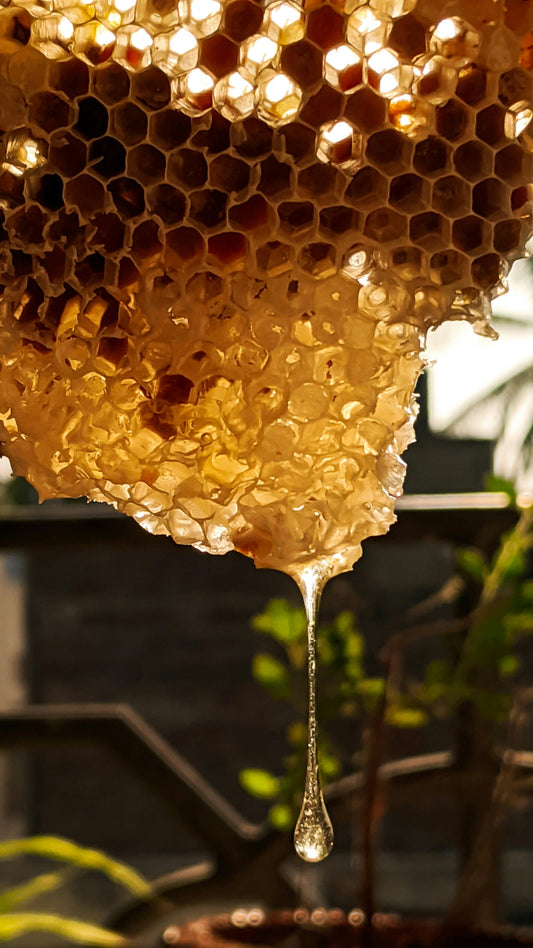 La miel de abeja de Campeche que debes probar