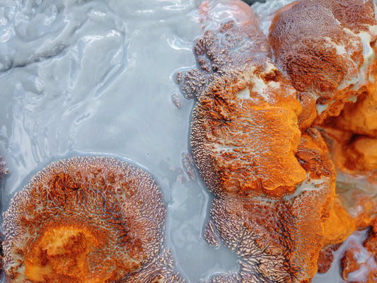 Efectos quimio sensibilizantes: cómo ciertos suplementos pueden “abrir la puerta” para que la quimioterapia funcione mejor