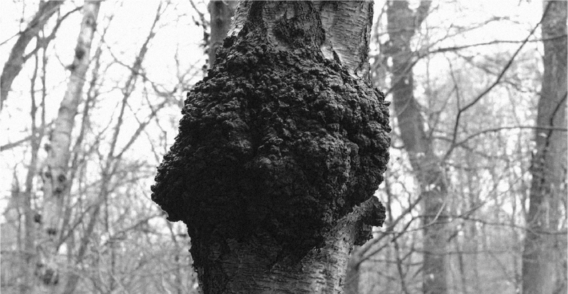 EL POTENTE HONGO CHAGA