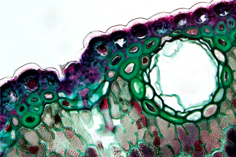Una guía completa: Bacterias Buenas y Malas en el Microbioma