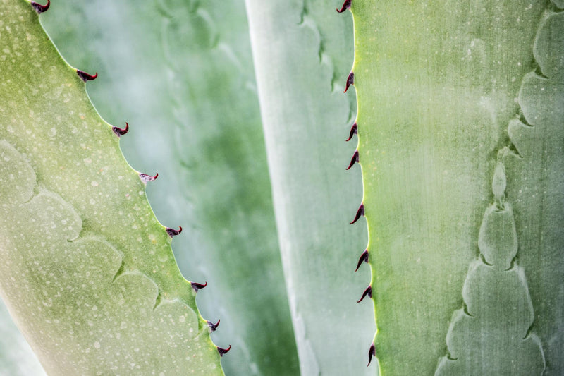Todo Sobre la Inulina: Tipos y Selección para Mejorar tu Salud