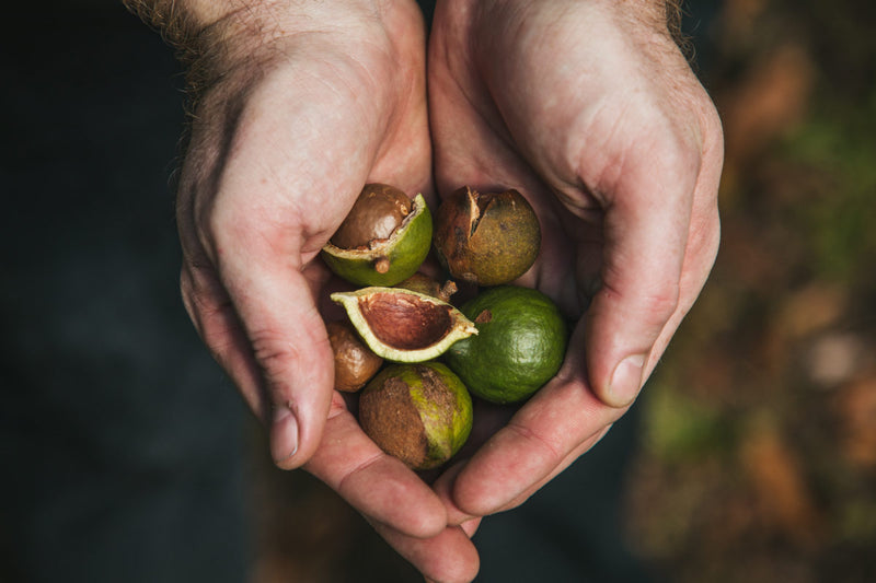 Propiedades nutrimentales de las macadamias
